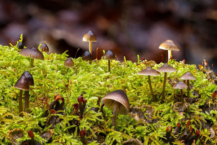 mushroom-3290874_960_720