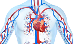 Buy Cardiovascular Medication Online - Mexico Pharmacy